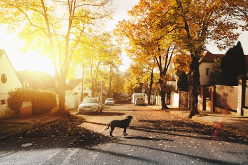 Free Dog on Concrete Road Stock Photo